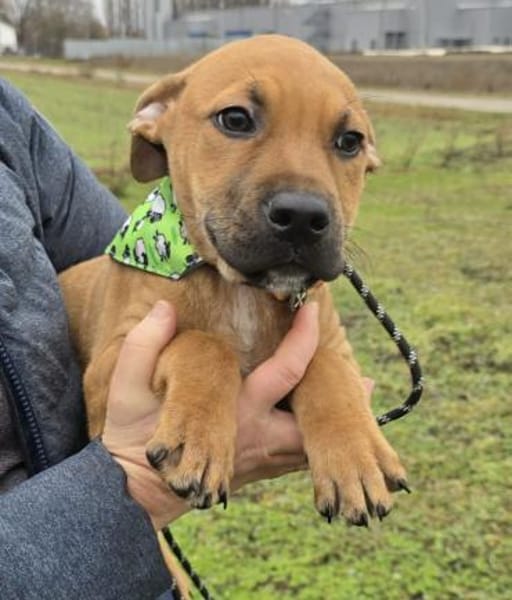 Macchiato - Herzensbrecher