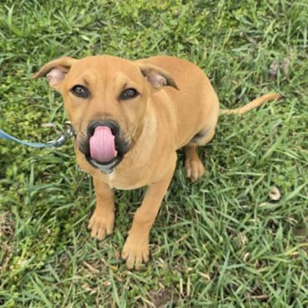 Macchiato - Herzensbrecher