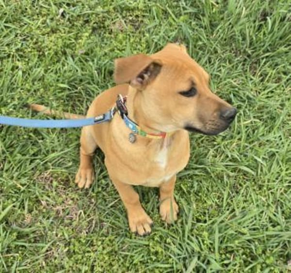 Macchiato - Herzensbrecher