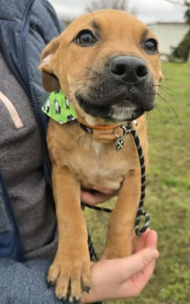 Macchiato - Herzensbrecher