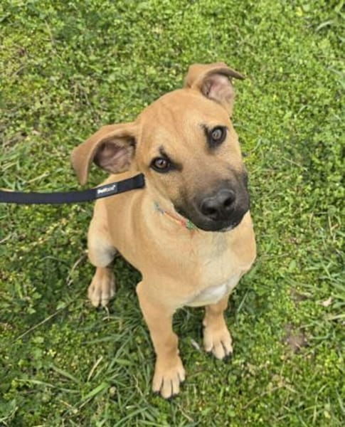 Cortado Knautschgesicht