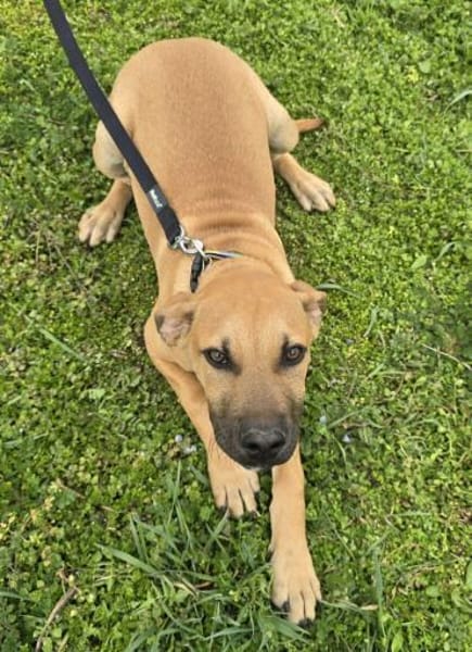 Cortado Knautschgesicht