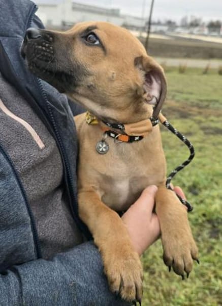 Cortado Knautschgesicht