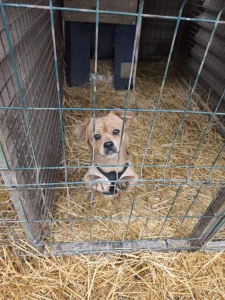 Gurki, vorsichtiger Zwerg, ca. 1 Jahr