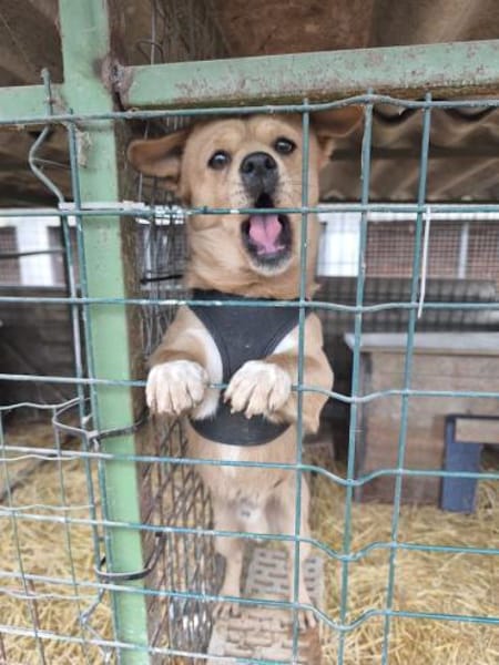 Gurki, vorsichtiger Zwerg, ca. 1 Jahr