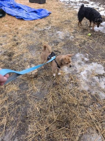 Gurki, vorsichtiger Zwerg, ca. 1 Jahr