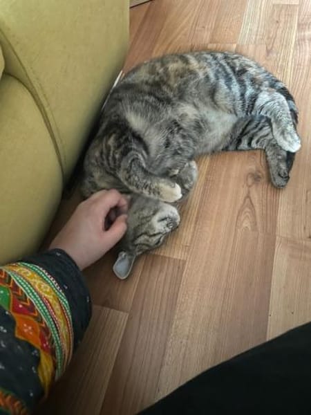 Carol, verspieltes Tigermädchen, ca. 8 M