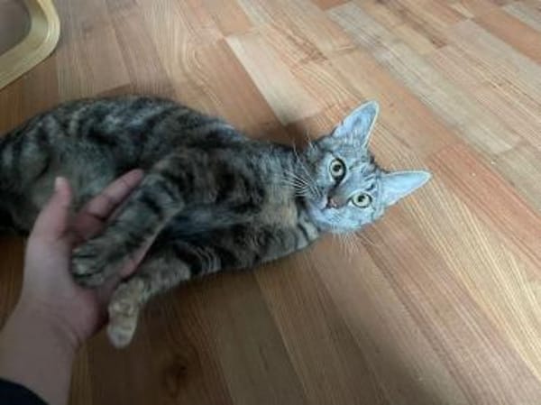 Carol, verspieltes Tigermädchen, ca. 8 M