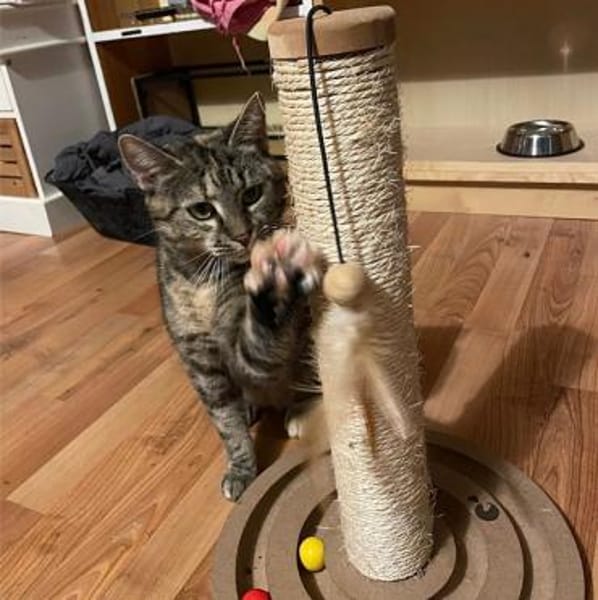 Carol, verspieltes Tigermädchen, ca. 8 M