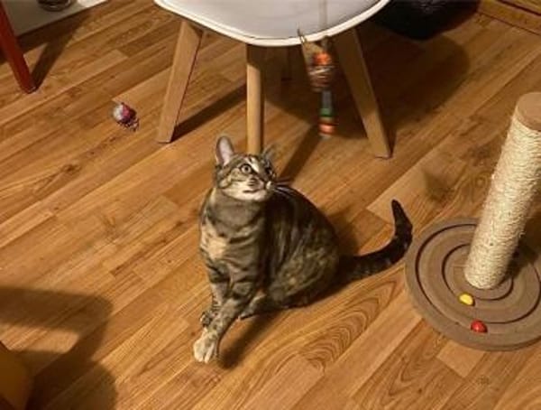 Carol, verspieltes Tigermädchen, ca. 8 M