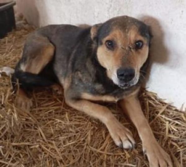 Lexi 58 cm (Pflegestelle)