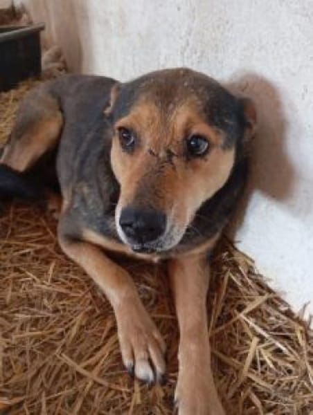 Lexi 58 cm (Pflegestelle)