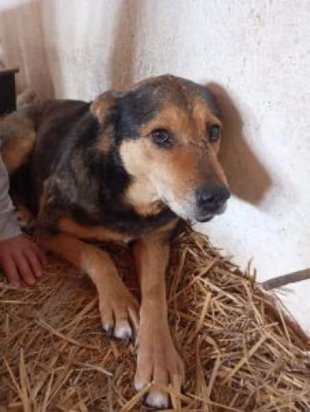 Lexi 58 cm (Pflegestelle)