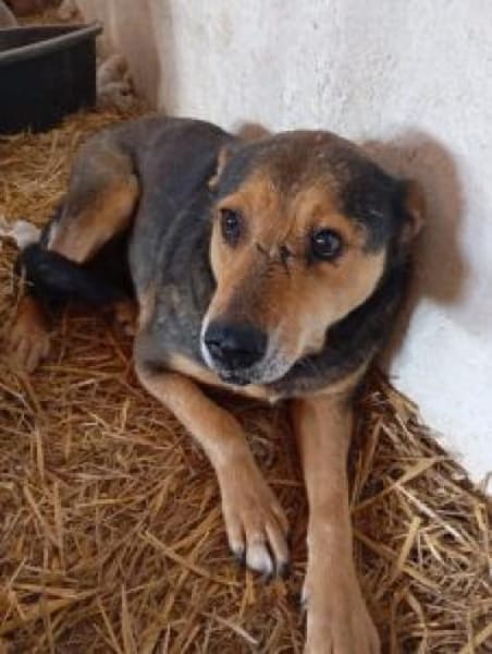 Lexi 58 cm (Pflegestelle)