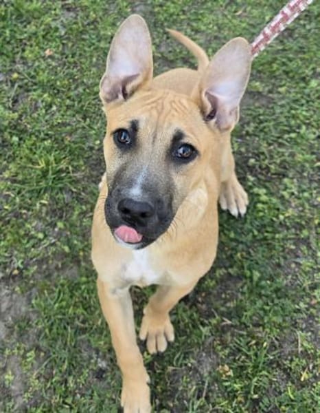 Capuccino mit dem gewissen Etwas