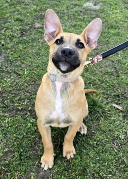 Capuccino mit dem gewissen Etwas