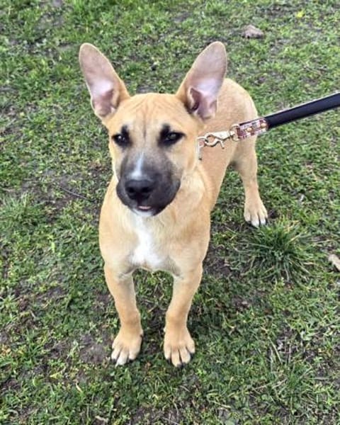 Capuccino mit dem gewissen Etwas