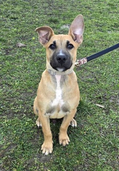 Capuccino mit dem gewissen Etwas