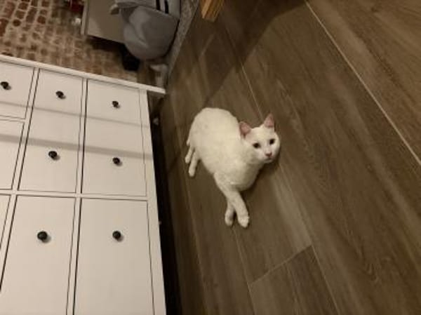 Tommy sucht ein liebevolles Zuhause