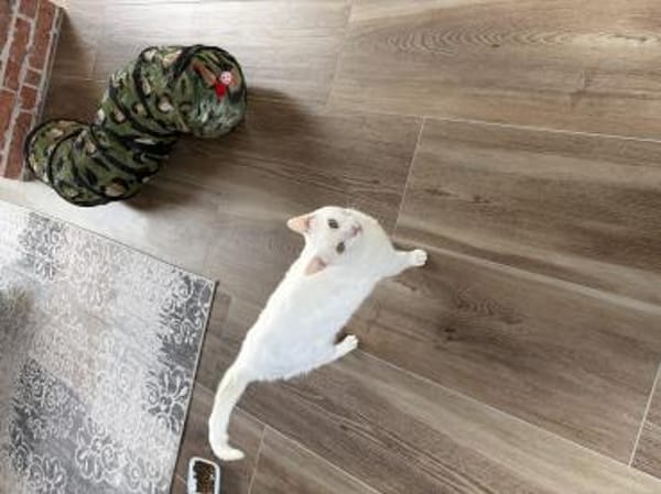 Tommy sucht ein liebevolles Zuhause