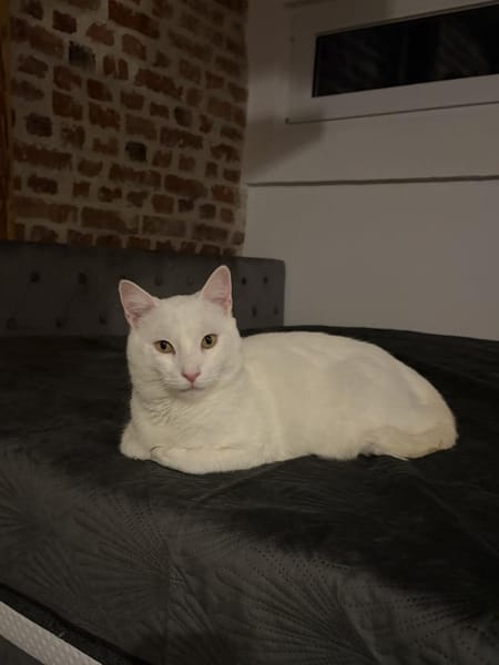 Tommy sucht ein liebevolles Zuhause