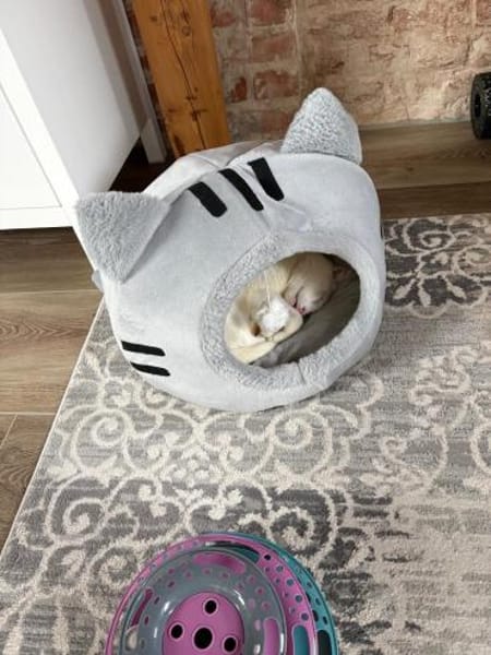 Tommy sucht ein liebevolles Zuhause