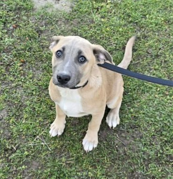 Latte - verschmustes Hundemädel