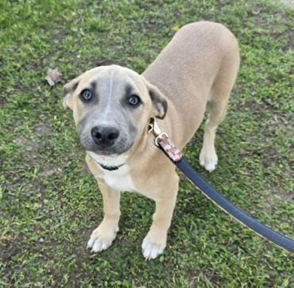 Latte - verschmustes Hundemädel