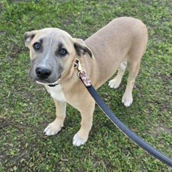 Latte - verschmustes Hundemädel