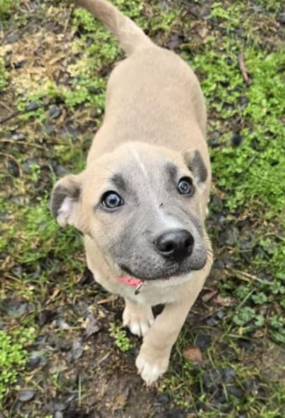 Latte - verschmustes Hundemädel