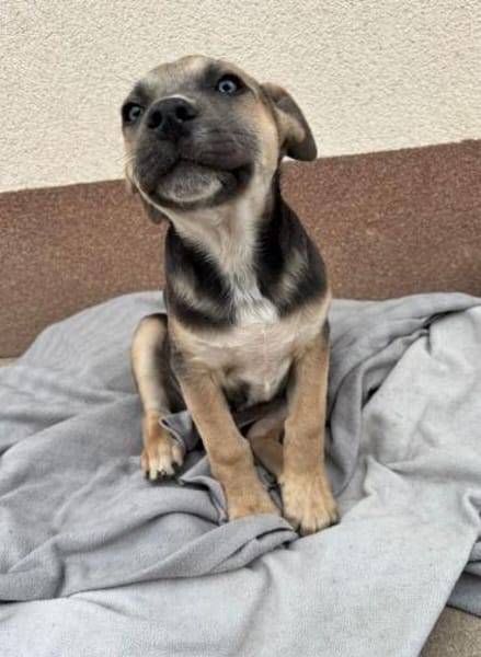 Troy gutaussehend, blauäugig - sucht