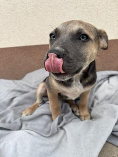 Troy gutaussehend, blauäugig - sucht