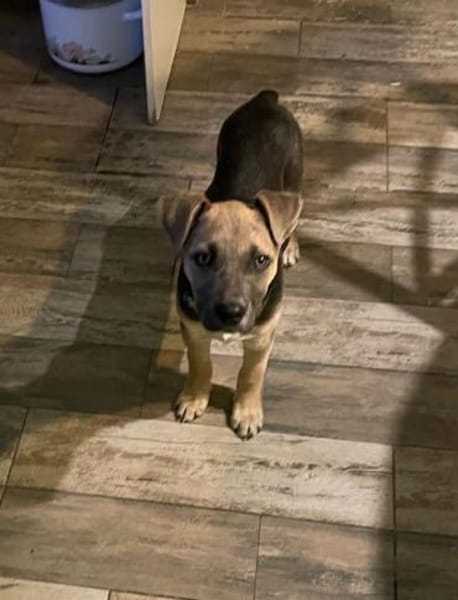 Troy gutaussehend, blauäugig - sucht