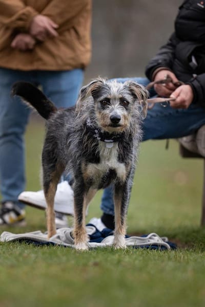 Murphy - Neugieriger Entdecker 🐾