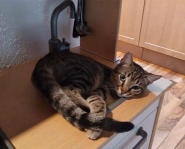 Mats, kuschelige Frohnatur, ca.10 Monate