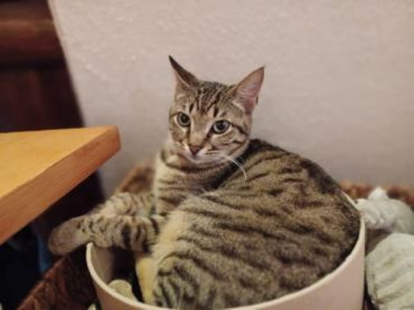 Mats, kuschelige Frohnatur, ca.10 Monate