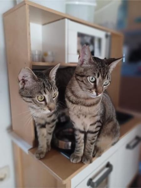 Mats, kuschelige Frohnatur, ca.10 Monate