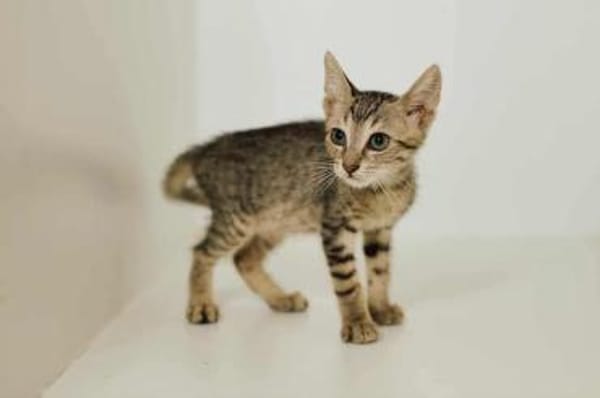 Mats, kuschelige Frohnatur, ca.10 Monate