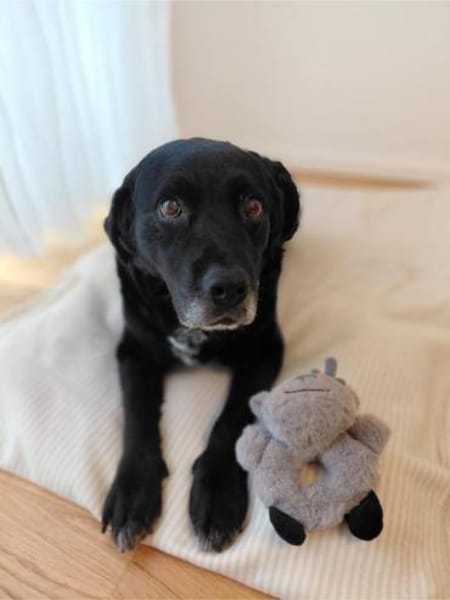 Elias, bewegungsfreudiger Begleiter, 12J