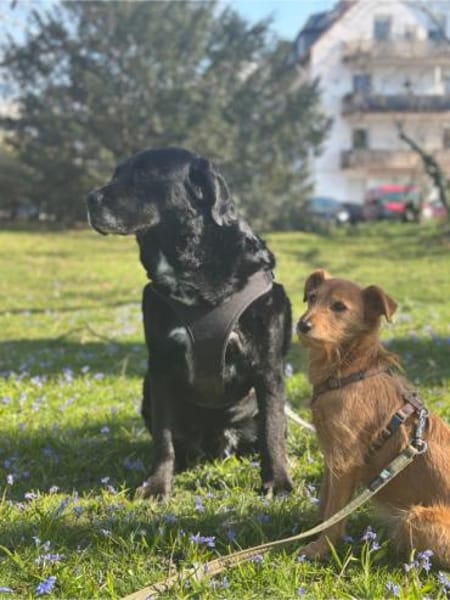 Elias, bewegungsfreudiger Begleiter, 12J