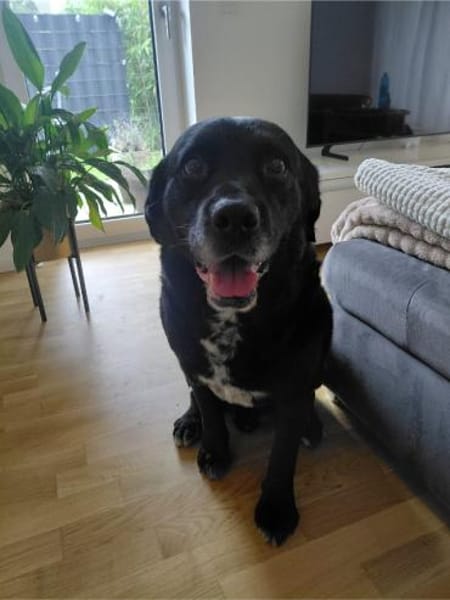 Elias, bewegungsfreudiger Begleiter, 12J