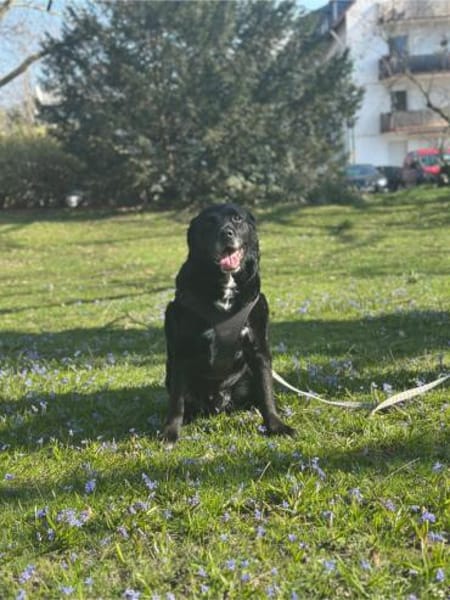 Elias, bewegungsfreudiger Begleiter, 12J