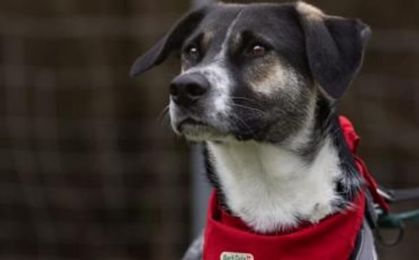 Wer hat ein warmes Körbchen für Diana?