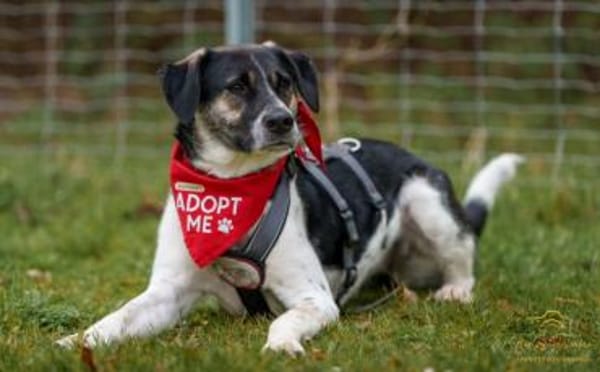 Wer hat ein warmes Körbchen für Diana?