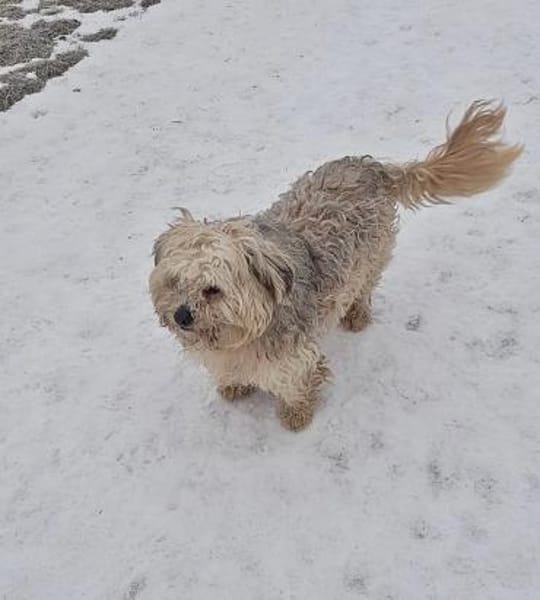 Benji, auf einer Pflegestelle