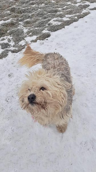 Benji, auf einer Pflegestelle