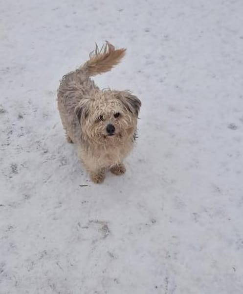 Benji, auf einer Pflegestelle