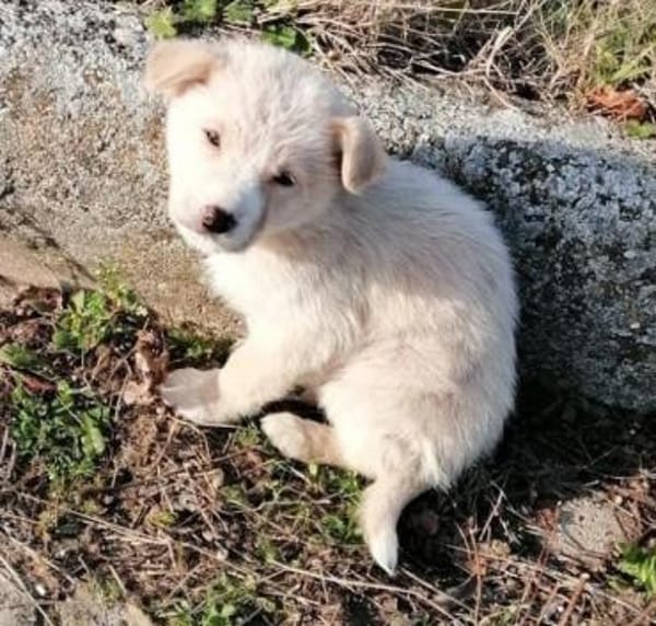 Caramello 💜 Familienanschluss gesucht