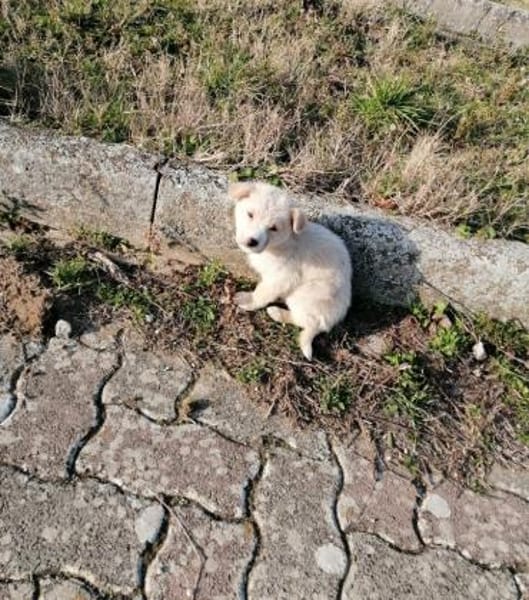 Caramello 💜 Familienanschluss gesucht