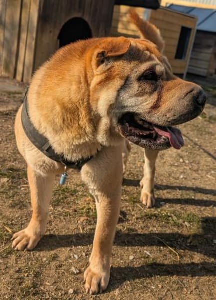 Otto, ich suche ein neues Zuhause